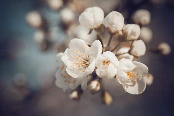 Retro stijl foto van takje voorjaar boom bloesem. — Stockfoto