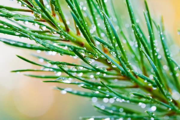 De vertakking van de verse pine met regendruppels. Selectieve aandacht. — Stockfoto