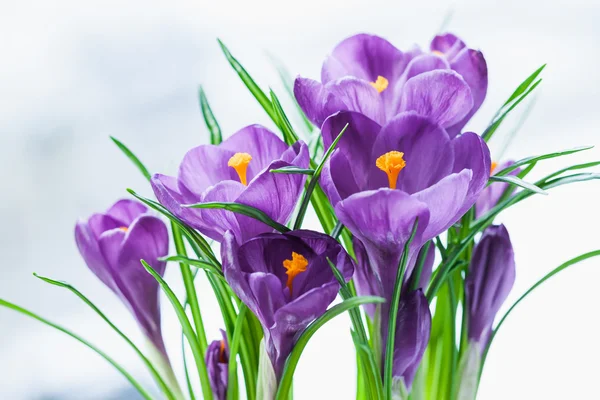 Jarní květiny, crocus na bílém sněhu — Stock fotografie