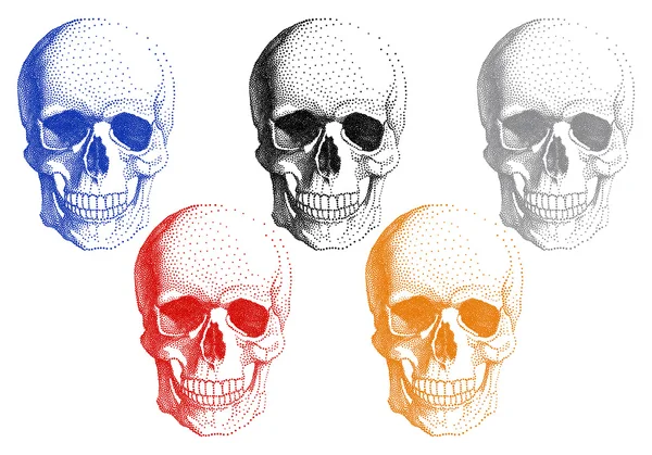 Human skulls, vector set — Stock Vector