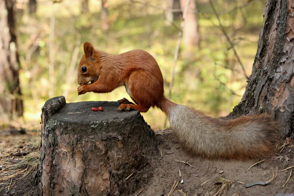 Eekhoorn bos — Stockfoto