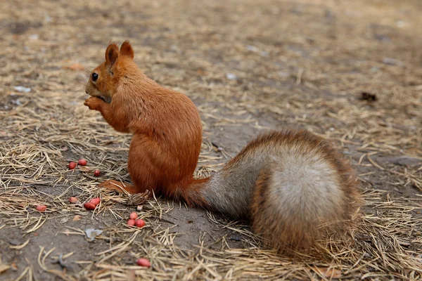 Ardilla en el bosque — Foto de Stock