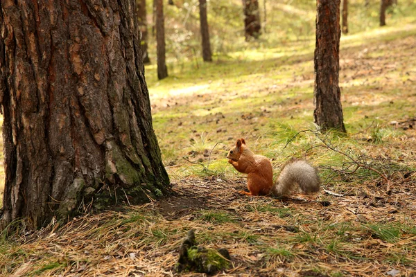 Ardilla en el bosque —  Fotos de Stock