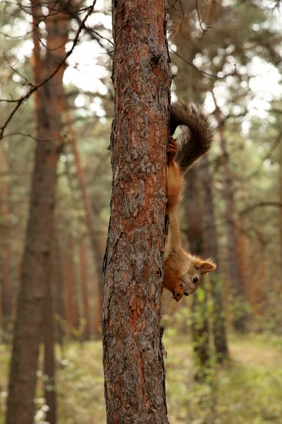 Écureuil sur un arbre — Photo