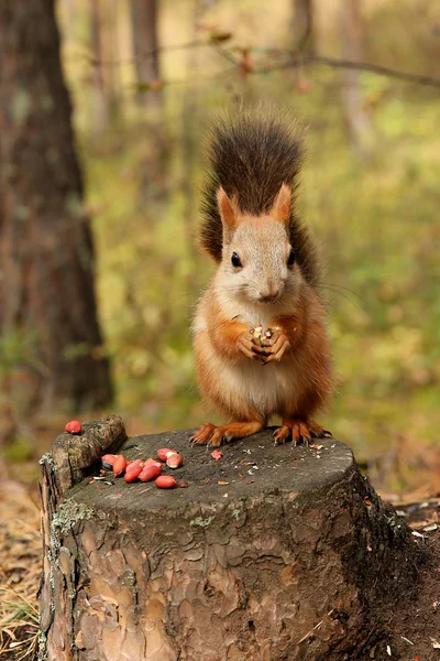 Eekhoorn bos — Stockfoto