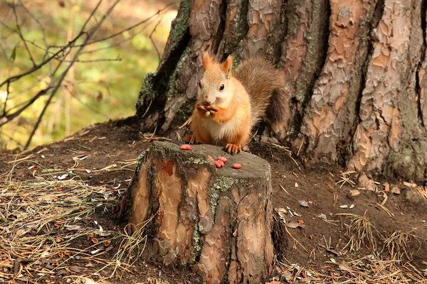 Foresta di scoiattoli — Foto Stock