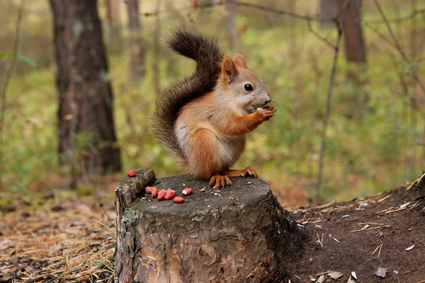 Eekhoorn bos — Stockfoto