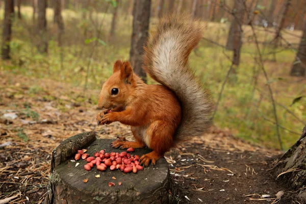 Eekhoorn bos — Stockfoto