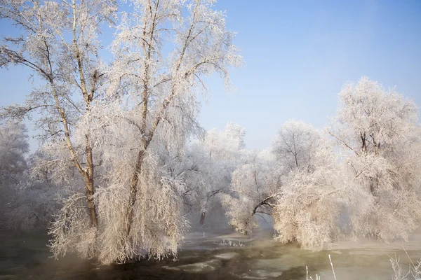 Bosque en invierno — Foto de Stock