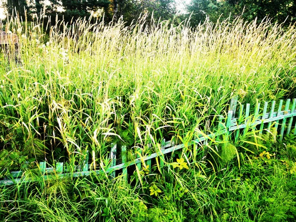 Eine Verlassene Fläche Hohes Grünes Gras Ein Alter Holzzaun — Stockfoto