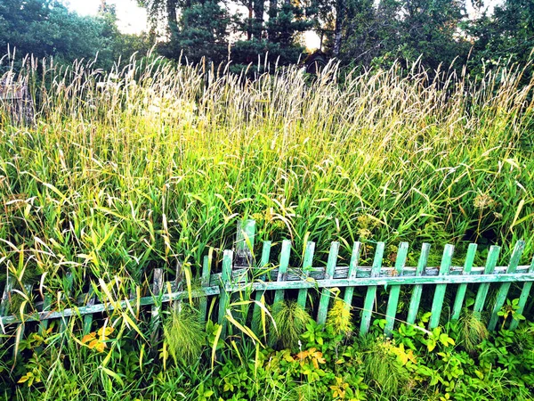 Старый Деревянный Забор Масса Высокой Зеленой Травы Лето День Стоковое Фото