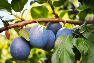 Birkaç güzel olgun erik, dal, yeşil yapraklar, gün, parlak 