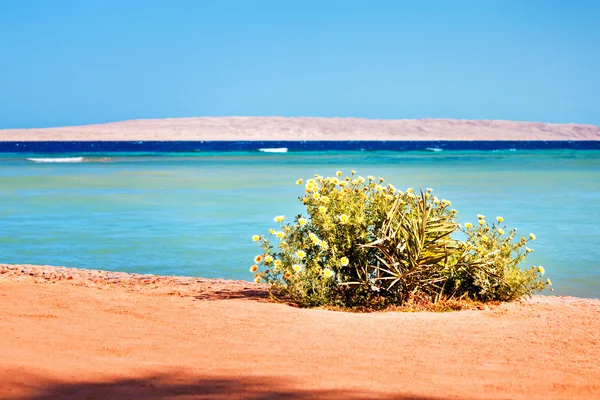 Små blommor på stranden — Stockfoto