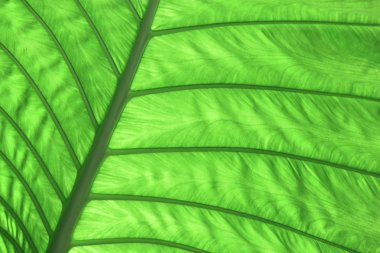 Büyük yeşil yaprak, Asya, Tayland parçası