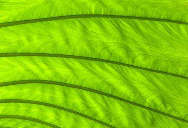 Um pedaço de folha verde grande — Fotografia de Stock