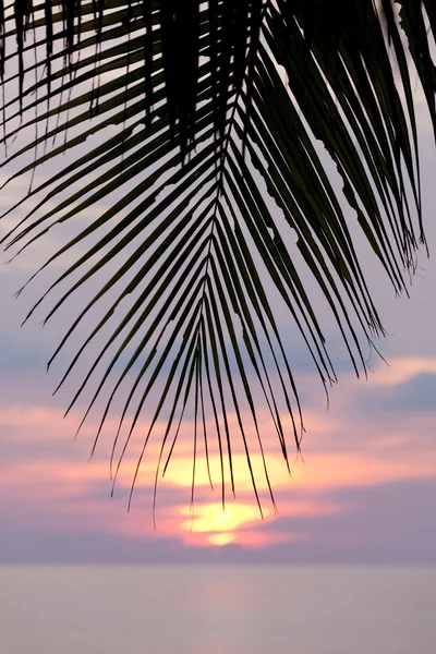 Παλάμη κατά το ηλιοβασίλεμα δίπλα στη θάλασσα — Φωτογραφία Αρχείου