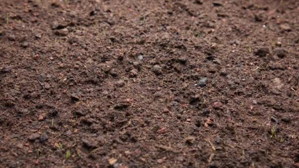 Time Lapse Real Grass Sprouting Growing Soil — Vídeo de Stock