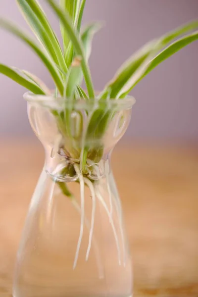 Propagación Una Planta Araña Agua Con Nuevas Raíces Visibles — Foto de Stock