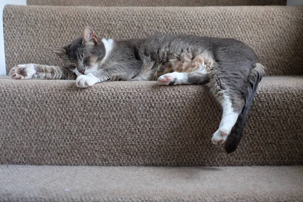 Cute Grey Cat Stretched Out Sleeping Stairs — Stock Photo, Image