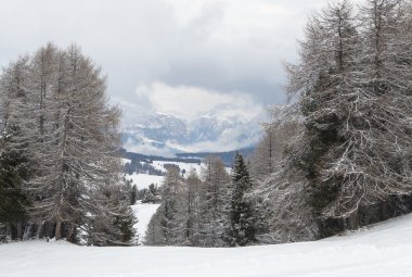 Ağaçlar ve uzak dağlar