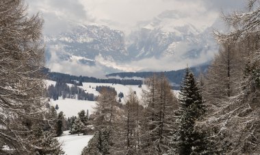 Ağaçlar ve uzak dağlar