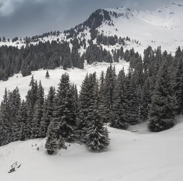 Ağaçlar ve kış manzarası — Stok fotoğraf