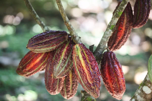 Cocoa fruits on tree — Stock Photo, Image