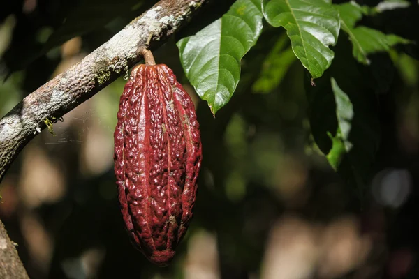 Een groeiende cacao pod — Stockfoto