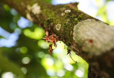 Tomurcuklanma çiçek kakao