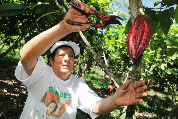 Het verzamelen van cacao peulen — Stockfoto