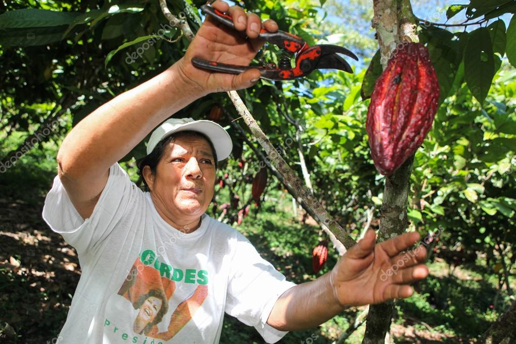 Recolección de vainas de cacao — Foto editorial de stock © haak78