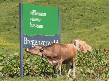 Cows standing around the Bregenzwald sign clipart