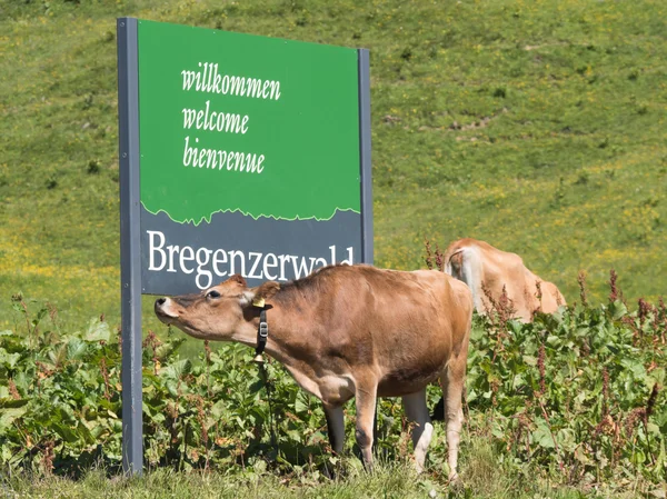 Cows standing around the Bregenzwald sign — Stock Photo, Image