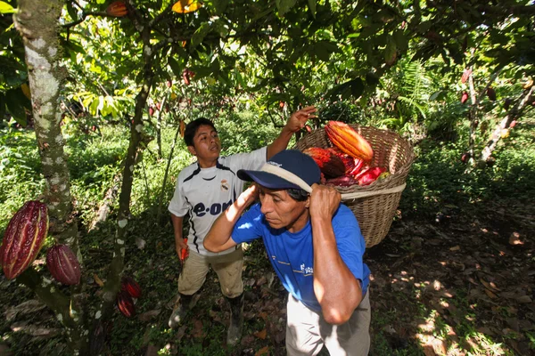 Mensen verzamelen van cacao peulen — Stockfoto
