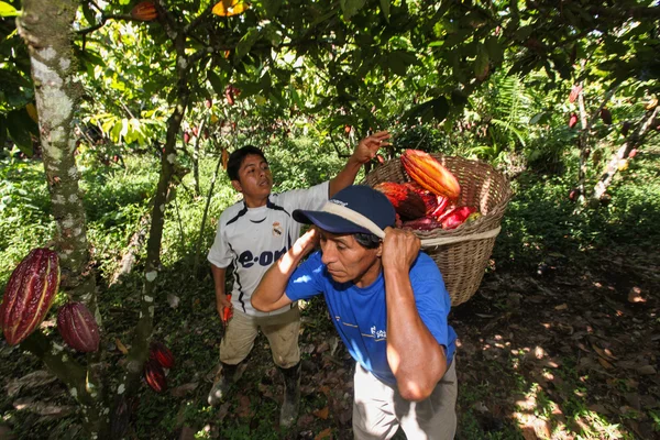 People collecting cocoa pods — Stock Photo, Image