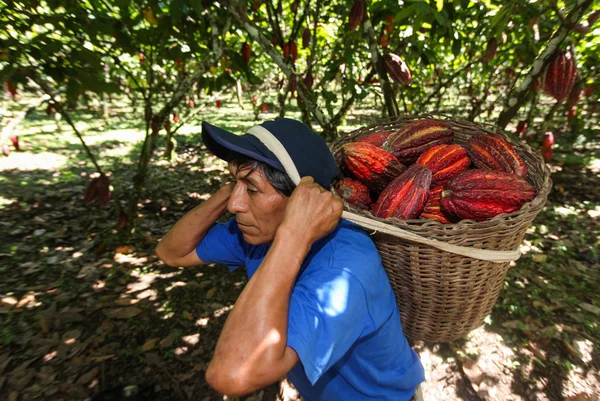 Menschen sammeln Kakaoschoten — Stockfoto