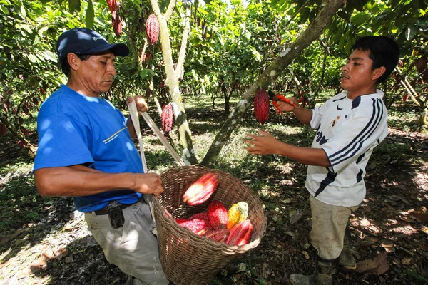 People collecting cocoa pods — Stock Photo, Image