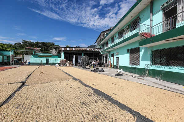 Secado de granos de café — Foto de Stock