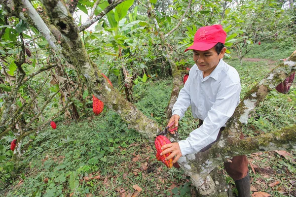 Cacao telers in het regenwoud — Stockfoto