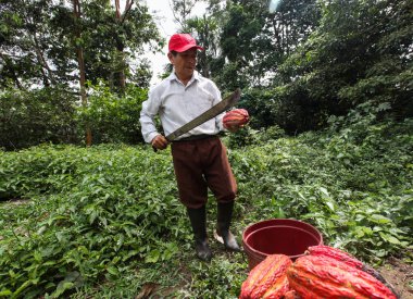 Yağmur ormanlarında Peru kakao yetiştiricileri