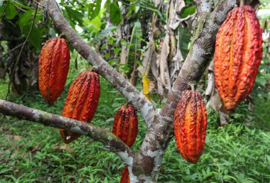 Yağmur ormanlarında Peru kakao yetiştiricileri