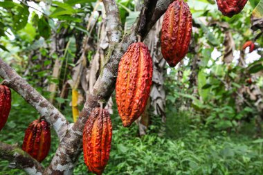 Yağmur ormanlarında Peru kakao yetiştiricileri