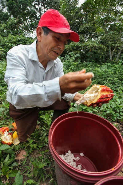 在秘鲁雨林中的可可种植者 — 图库照片