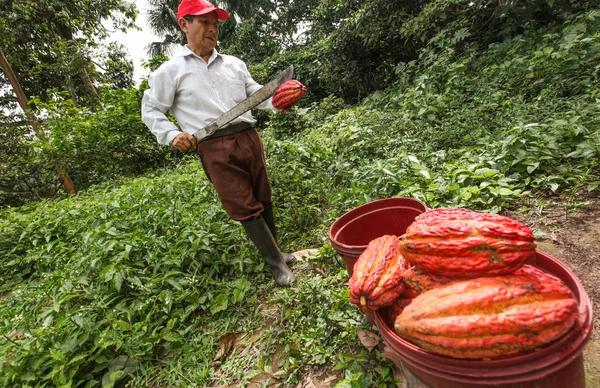 Cacao telers in het regenwoud in Peru — Stockfoto