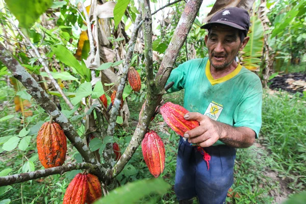 Cocoa growers in rainforest in Peru — Stock Photo, Image