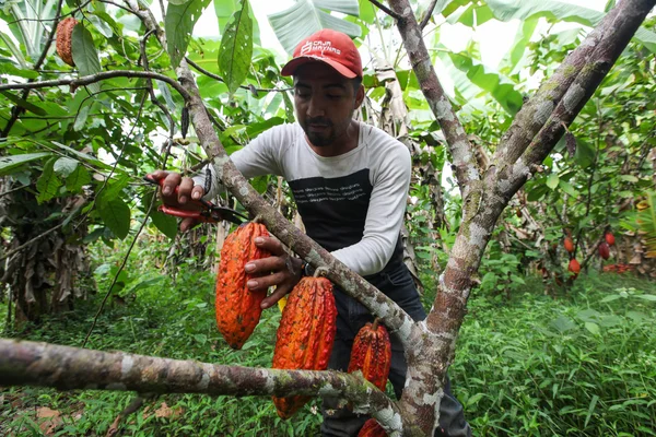 在秘鲁雨林中的可可种植者 — 图库照片