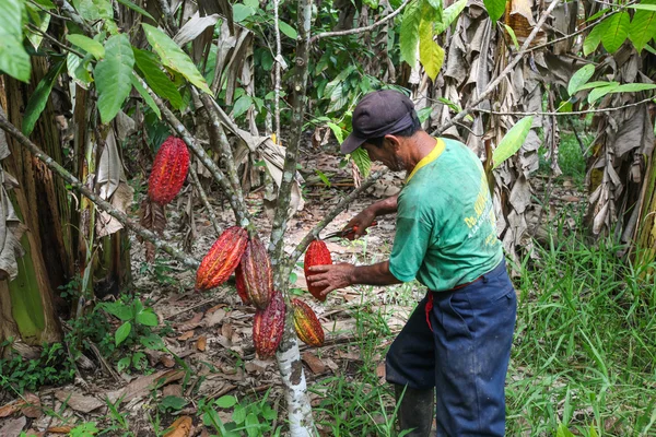 페루의 열대우림에 코코아 재배 자 — 스톡 사진