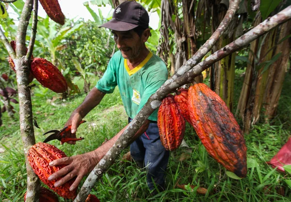 Cacao telers in het regenwoud in Peru — Stockfoto