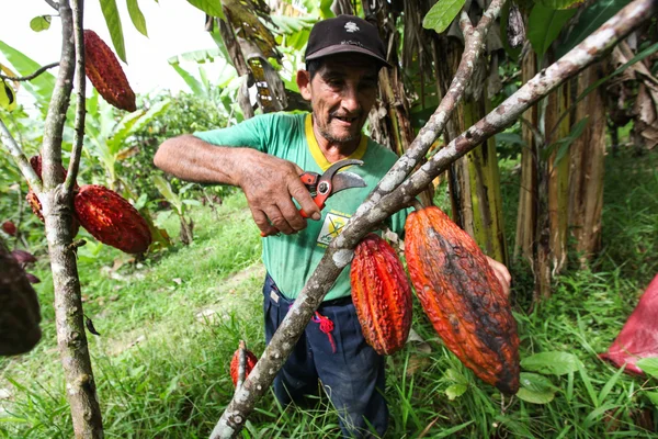 Kakaobauern im Regenwald in Peru — Stockfoto