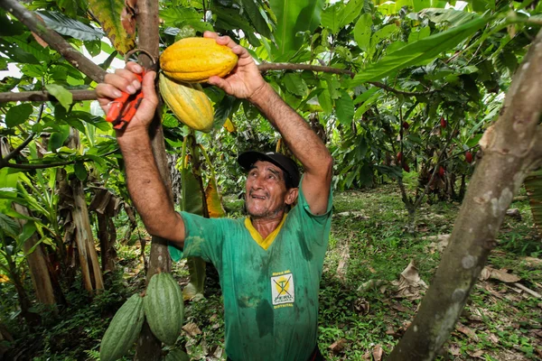 Kakaobauern im Regenwald in Peru — Stockfoto